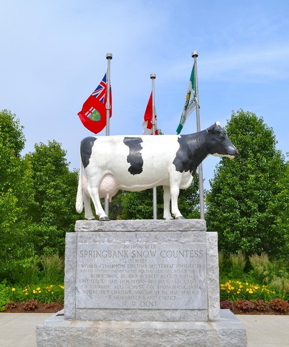 Springbank Snow Countess - Holstein cow statue